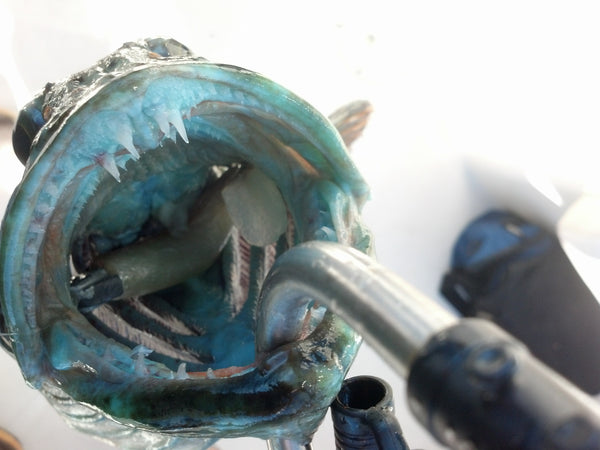 The Swimbait